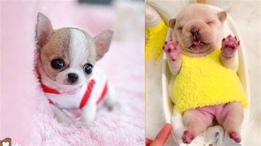 Baby Dogs - Cute and Funny Dog Videos Compilation