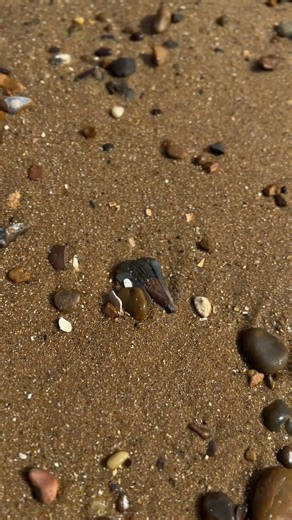 Exploring Fossils: Uncovering Megalodon Teeth
