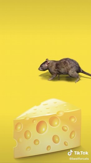 Interactive Mouse Game for Cats