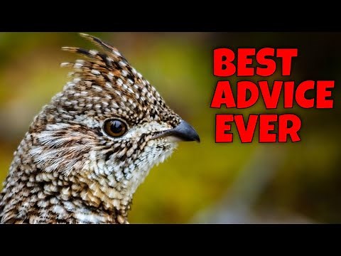 Best Ruffed Grouse Hunting Advice I Ever Got: THE PEEP