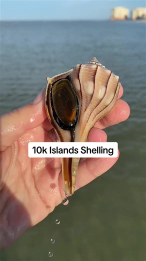 Cool finds in the 10k islands with @Everwatercharters! This is throwback number 2 this week:) Code letsgoshelling for $5 off a tour🐚🩵 #shelling #seashells #southwestflorida