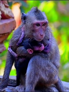 Tiny mommy really wants to climb on wall#wildlifeentertainment #babymonkeys