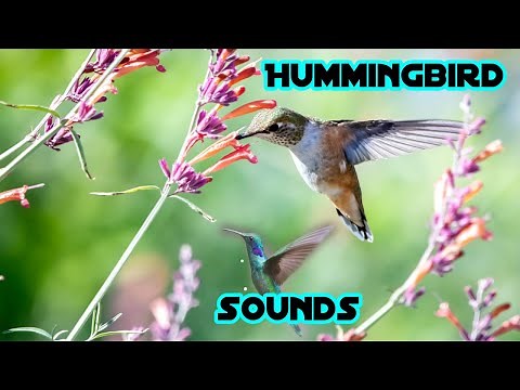 Hummingbird sounds | Ruby throated Hummingbird Sounds with Waves on a Lake | Bird Sounds