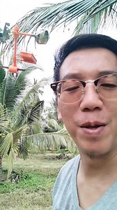 740K views · 9.1K reactions | กระรอกในสวนผลไม้ #สวนมะพร้าว #มะพร้าวกะทิ #การจัดการสวน | Thapsakae Select - ทับสะแกซีเล็ค มะพร้าวกะทิแปรรูป | Facebook