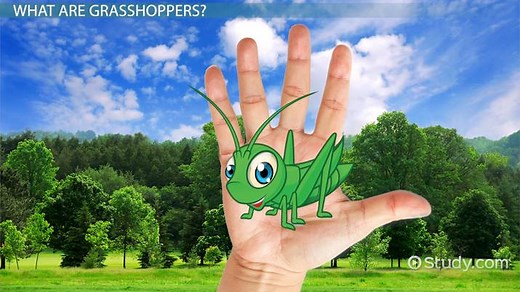 Grasshopper Facts: Lesson for Kids