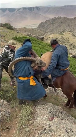 Himalayan Ibex Hunt | Real Mountain Adventure #HimalayanIbex #IbexHunt #MountainAdventure
