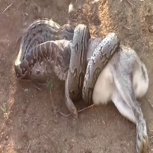 A big meal of the python | Big Animal TV