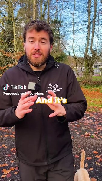 Essential Care Tips for Cockapoos You Should Know