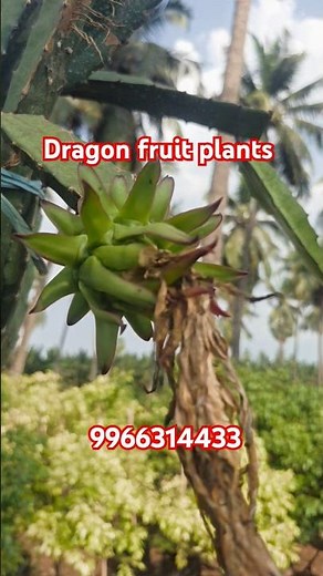 "Dragon Fruit Plant Care Tips | Fast Growth & High Yield Formula"