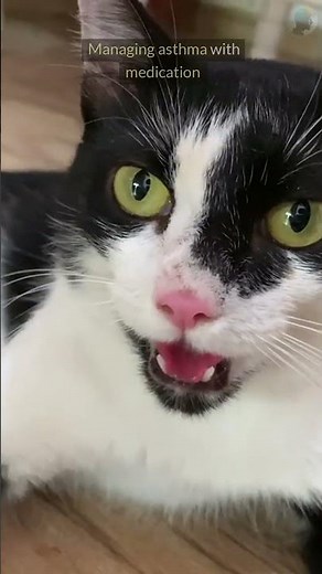 How To Know If Your Cat Has Asthma (and what to do)