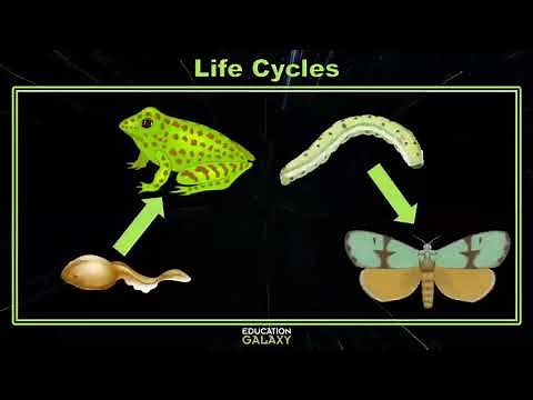 4th Grade - Science - Life Cycles - Topic Overview