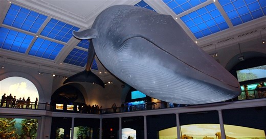 Natural History Museum announces return of "A Night at the Museum"