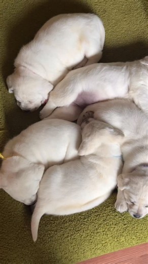 2.3K views · 1K reactions | • • Rylie’s baby polar bears.懶 Enjoy the snuggles 殺 This litter is fully reserved. • • • • #englishlabrador #puppy #whiteenglishlab #labbreeder #labrador #englishlab #fyp #whitelab #lablove | Hickory Bluff Labradors LLC | Facebook