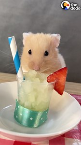 1.3M views · 33K reactions | Guy spoils his hamster by making elaborate meals — wait until he sets up a spaghetti picnic ❤️ | The Dodo | Facebook
