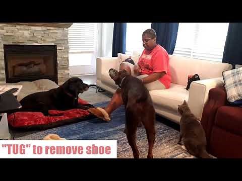 6 Basic Service Dog Tasks That Help with a Mobility Impairment