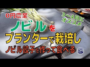 【#31】ノビルをプランターで栽培し、ノビル餃子を作って食べる