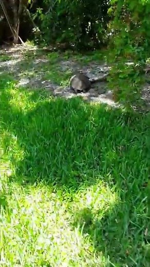 The Fastest Turtle Running