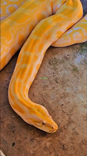 Curled Up and Cute: Burmese Python Cuteness Overload!