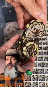 Hatching Ball Python from Start to Finish! | The Molinaro Snake Lab