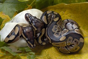 How to Breed Ball Pythons: Beginner's Guide | LoveToKnow Pets