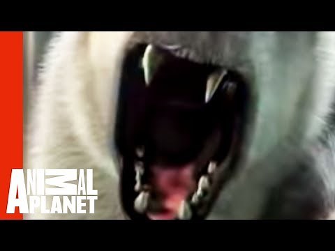 Polar Bear Zoo Attack