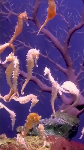 Seahorses facts #ocean #sea #sealife