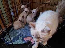 Birman cross Siamese lilac point female kitten