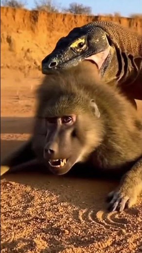 Wild Survival Saga : Komodo • Baboon • Giant Eagle