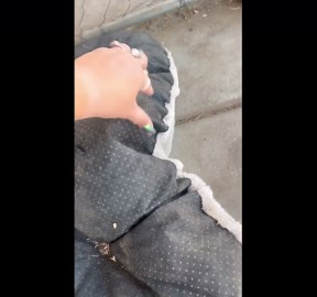 Oinking Pig Burrowed Into Bed