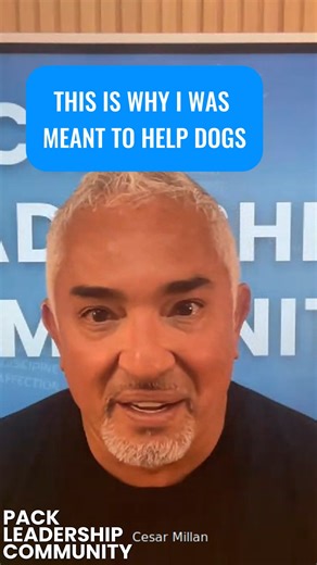 I didn’t come to America just to chase a dream. I came to fulfill a purpose. Dogs have always known who I am. Now it’s my mission to help humans understand them too. Join me in the Pack Leadership Community! Link in bio. No vine a Estados Unidos solo para perseguir un sueño. Vine para cumplir un propósito. Los perros siempre han sabido quién soy. Ahora, mi misión es ayudar a los humanos a entenderlos también. Únete a Pack Leadership Community. Enlace en la bio. | Cesar Millan