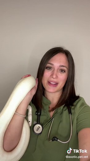 Ball Python Care in Under 3 Minutes!🐍 #ballpython #python #snake #snakes #snaketok #zoo #exotics #animals #pets #nature #exoticpets #vet #vetmed #veterinarian #veterinary #medicine #veterinarymedicine #veterinaria #reptiles #herpetology