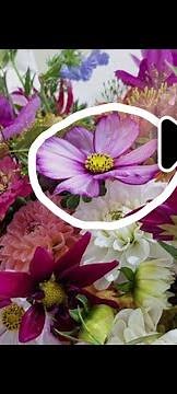 How to Identify Flowers and Plants on Your Android Phone