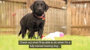 89K views · 4K reactions | Meet Kallie, the hearing dog puppy Date...