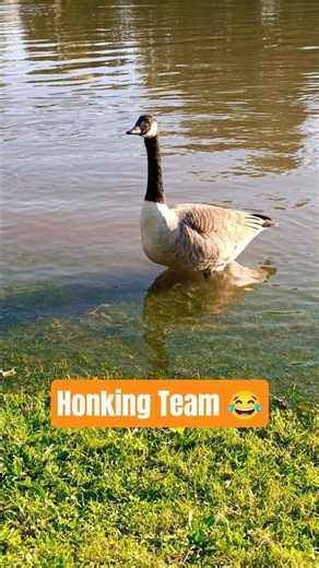 Honking Canada Goose 🎶 | Goose Calls by the River | Wildlife 4K