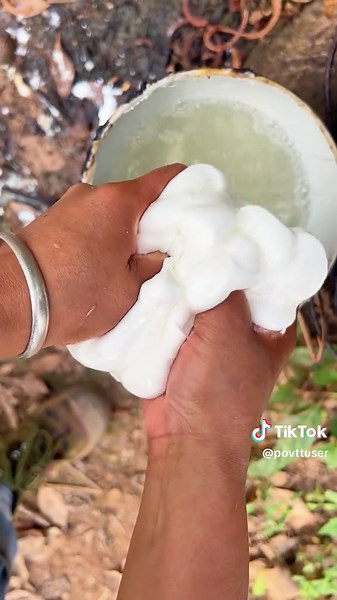Understanding Rubber Tree Harvesting Techniques