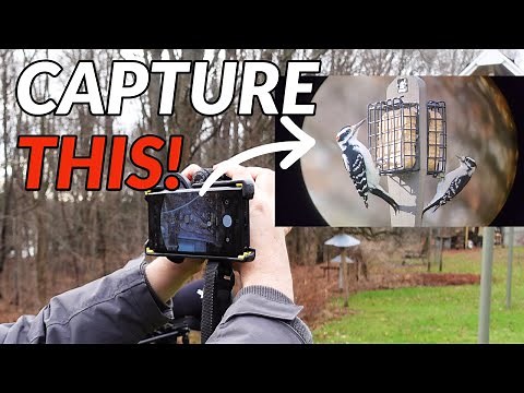 DIGISCOPING // Using your phone camera and binoculars or spotting scope to photograph birds