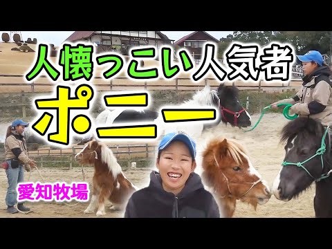 小柄でかわいさ抜群！お手やおすわりなど芸達者なポニー 愛知牧場【どうぶつZOO鑑】2024年1月19日放送