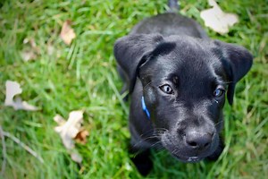 11 Things You Should Know About the British Labrador - Your Dog Advisor
