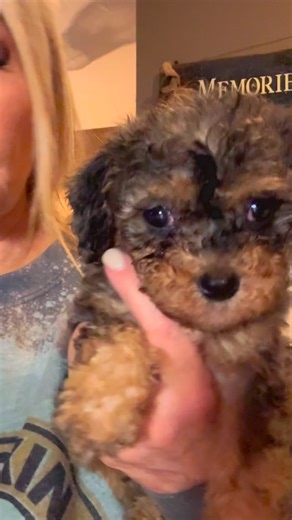 Mini Cavapoos at their best #cavapoo #cavapoopuppy #cavapooworld #fypシ #puppies | Platinum Goldendoodles