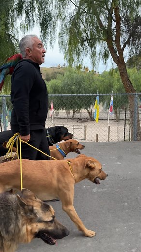 It has to be a pack dog!!! This is The Right Way to Walk Your Dog! #trainingcesarsway | Cesar Millan