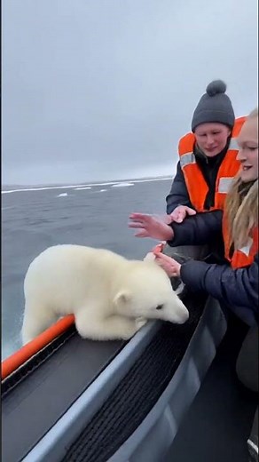 Tourist Saves Polar Bear Cub 🐻‍❄️ | Close Call With a Shark in Arctic Ocean 😱🦈