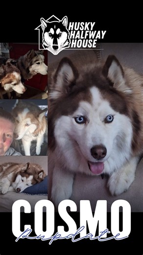 6.4K views · 541 reactions | We love hearing from our adopters and...