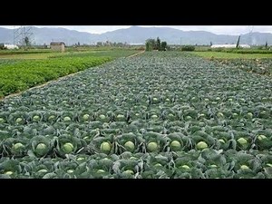 How to Harvest Cabbage?- Cabbage Harvesting Technique - Cabbage Harvesting Machine Farm Works