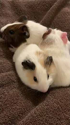 The Cutest Baby Guinea Pigs In The World