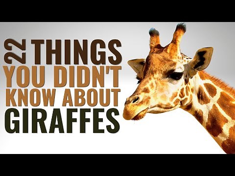 22 Amazing Facts About Giraffes You Need to Know