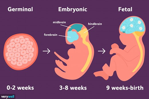 Understanding the 3 Prenatal Development Stages