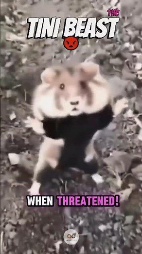 Animal & Nature Facts 3: This Wild Hamster Stands and Fights!?! Explained in 40 Seconds