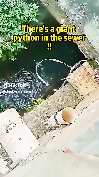 Our pipeline robot detects some unexpected creatures every day #pipelinesafety #pipelinerobot #robotics #pipelinework #ai