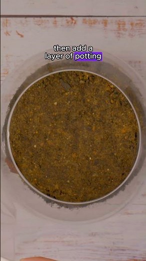 How to Make a Terrarium | Easy Step-by-Step Guide to Create Your Own Indoor Garden