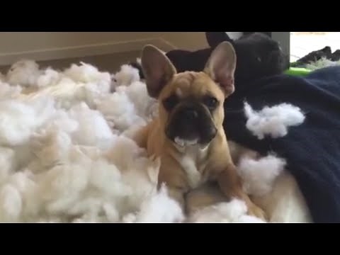 Top 13 GUILTY Dogs - Ultimate FUNNY and CUTE Guilty Dogs